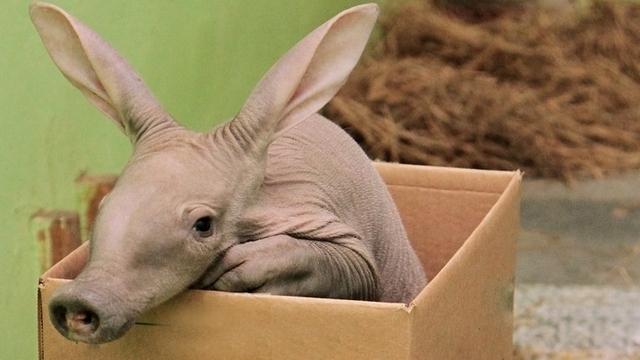 626 граммов милоты: Калининградский зоопарк показал детский альбом трубкозуба