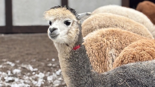 В Калининград альпаки из Чили добирались на пароме (видео)