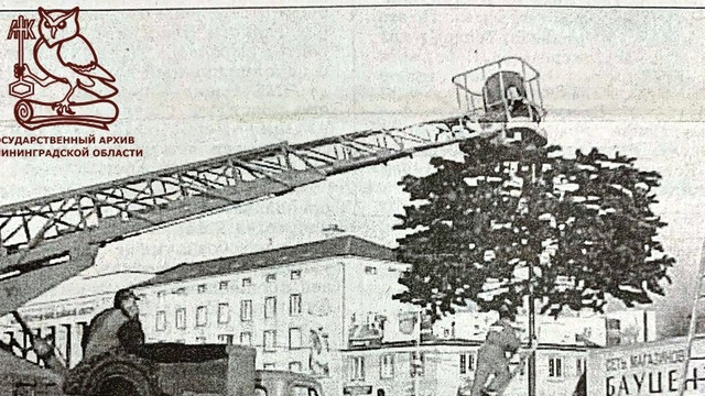 В госархиве показали, как выглядела первая искусственная новогодняя ёлка в Калининграде