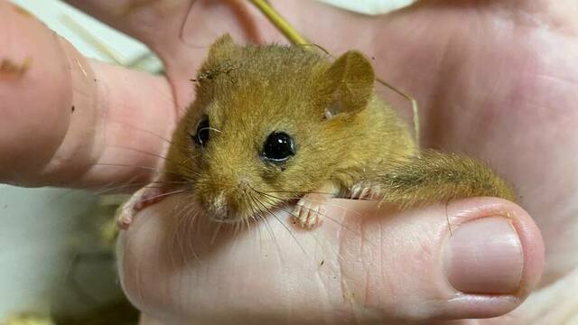 Багратионовская разбуженная крошка-соня пока остаётся под наблюдением зоологов (видео)  