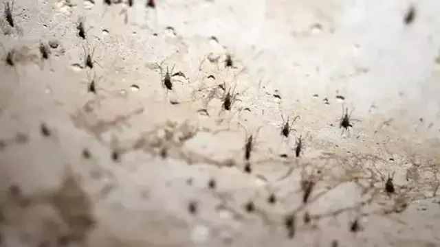 Калининградцев и в декабре донимают комары в квартирах (фото, видео)