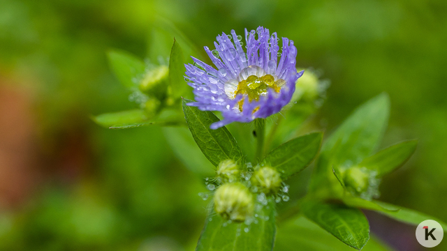 Погода в Калининграде и области в воскресенье