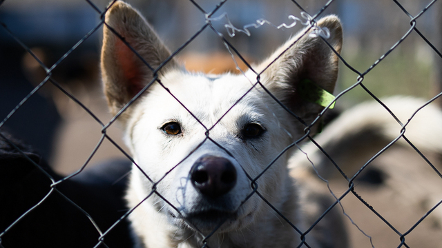Стоит использовать «собахилы» и дать животному энтеросгель: кинологи рассказали, чем может обернуться зимняя прогулка с питомцами на улице