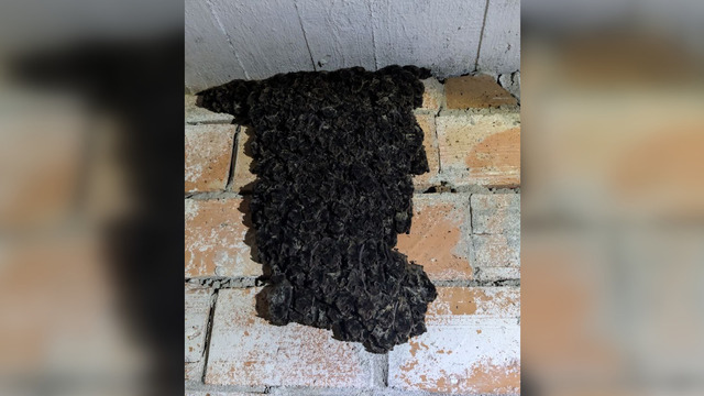 В бункере под Правдинском обнаружили «гобелен» из летучих мышей (видео)  