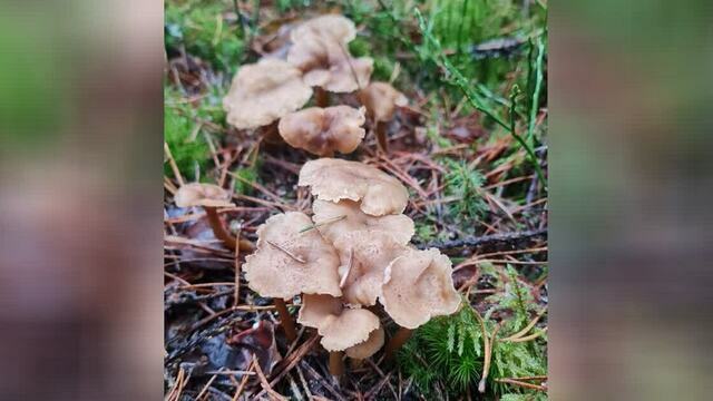В Неманском районе в декабре продолжают собирать лисички и грибы с карамельным вкусом (видео) 