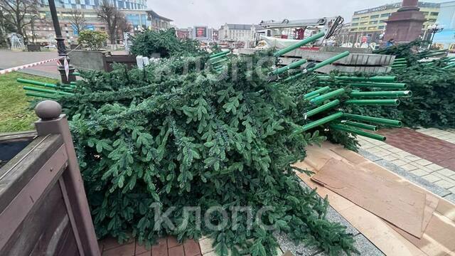 В центре Калининграда устанавливают новую ёлку со встроенной иллюминацией (фото, видео)