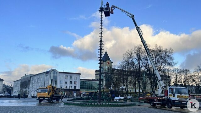 Торчит пока только макушка: в Калининграде главную городскую ёлку соберут за три дня (фото)
