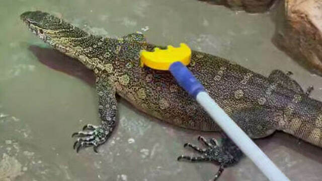 В Калининградском зоопарке нашли способ расслаблять тревожного варана (видео)