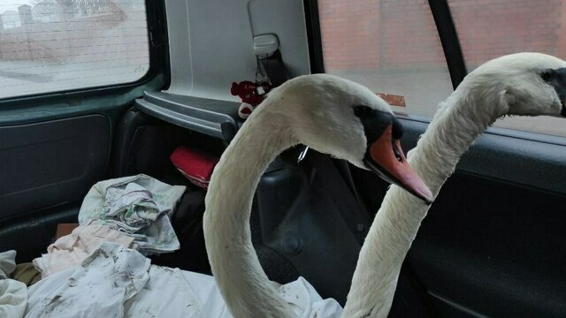 Три лебедя в Балтийске пострадали от разлитых на воде нефтепродуктов (фото)  