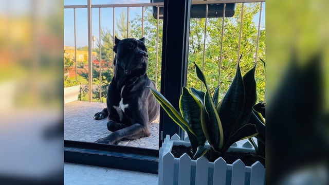 «Ты только не пугайся — твой Чейз бежит по трассе»: хозяйка передержки под Калининградом заплатит за гибель кане-корсо  