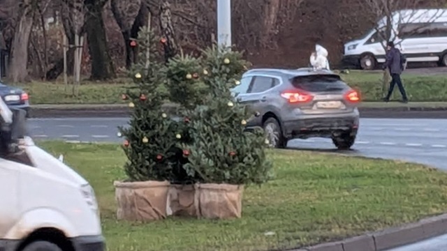 Новогодние пихты на разворотном кольце в Калининграде вызвали у горожан вопросы (фото)