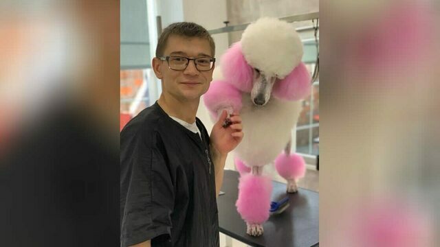 «Нас просят красить хвосты и наклеивать стразы»: калининградский грумер рассказал, что такое «зверская красота»