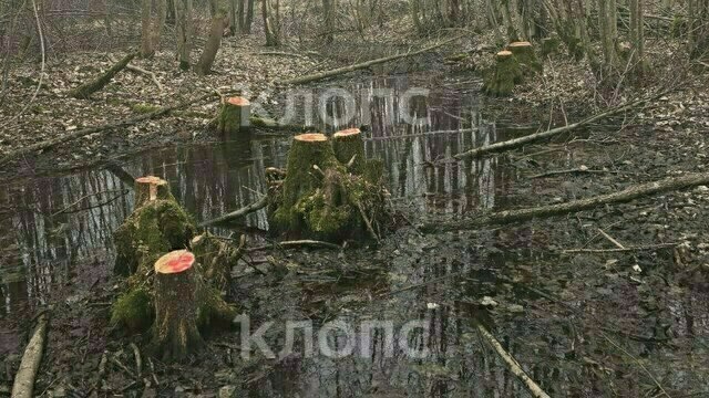 В Калининградской области в 2025 году незаконно вырубили леса на 50 млн рублей  