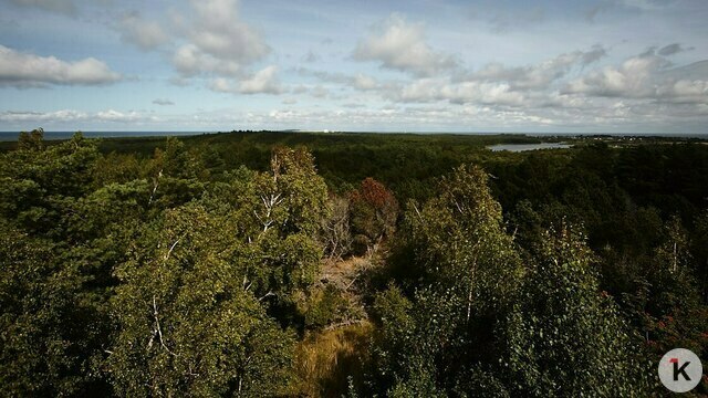 Власти намерены помочь калининградским предприятиям и жителям с древесиной и дровами  