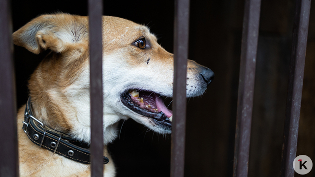 Зимняя прогулка с собакой может быть травмоопасной — кинологи