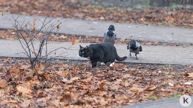 Синоптики рассказали о погоде в Калининграде и области в понедельник, 15 декабря  