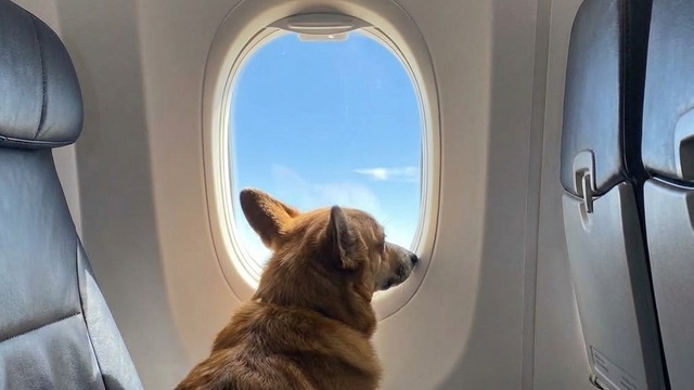 Питомцы смогут лететь рядом с хозяином: «Победа» изменила правила перевозки 
