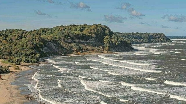 Два новых памятника природы: буки на проспекте Мира в Калининграде и берег в Филино получат особый статус