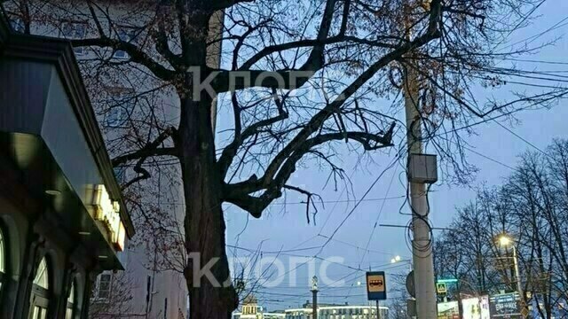 В Калининграде с осени не могут спилить сухие ветви, угрожающие прохожим у КГТУ 