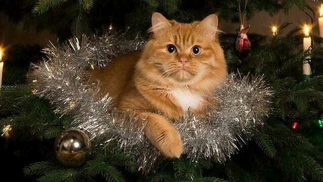 Мишура, гирлянды и елка: что в новогоднем декоре опасно для питомцев