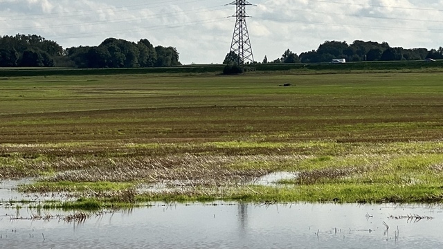 Треть урожая картофеля в Калининградской области уничтожена дождями