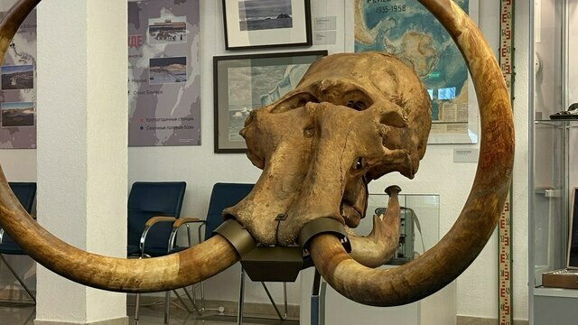 В «Планете Океан» появятся уникальные древние экспонаты, подобных которым нет ни в одном музее страны (фото) 