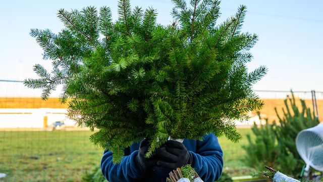 За сколько можно купить ёлку в Калининграде: места, цены и советы по уходу