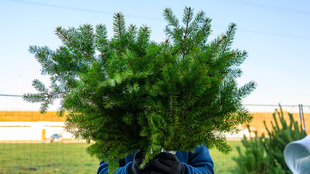 За сколько можно купить ёлку в Калининграде: места, цены и советы по уходу