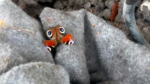 В декабрьском Калининграде цветут розы и порхают бабочки (видео, фото)  