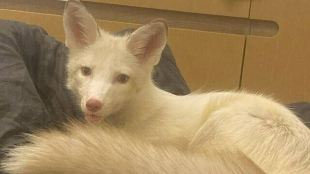 «Мой антидепрессант»: в Калининградской области ищут домашнюю лису, которая сорвалась с поводка и убежала в лес (фото)  