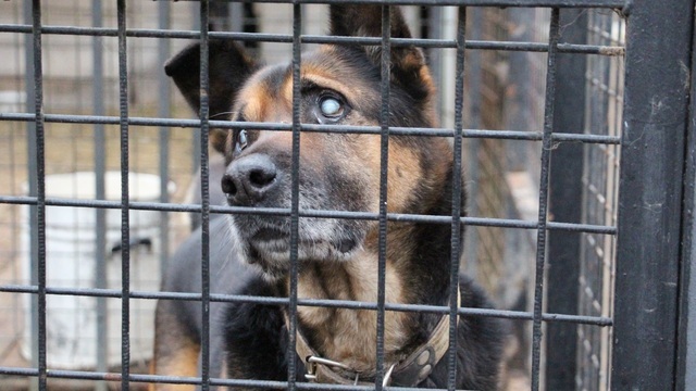 Росгвардейцы приехали помочь волонтёрам в гурьевском центре реабилитации бездомных животных «Славянское» (фото, видео) 