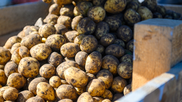 Картофель по 49,99 рубля недостаточно дёшев для калининградцев