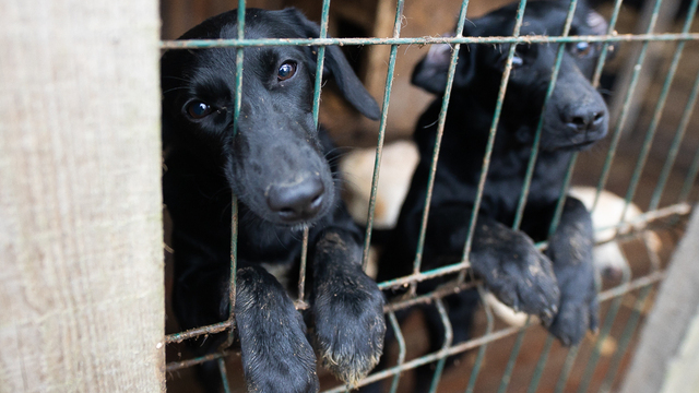 Спасти с улицы — это мало: у калининградского приюта не хватает сил содержать пожилых животных (фото) 