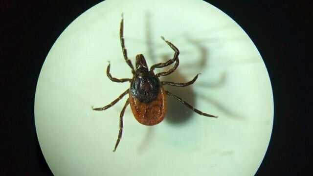 Купили ёлку с клещами: калининградский биолог прокомментировал сообщения о сюрпризах под Новый год  