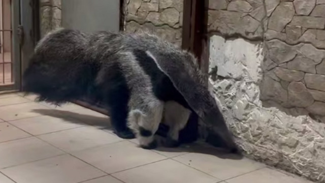 По примеру индейцев гуарани: в Калининградском зоопарке определились с именем для маленького муравьеда