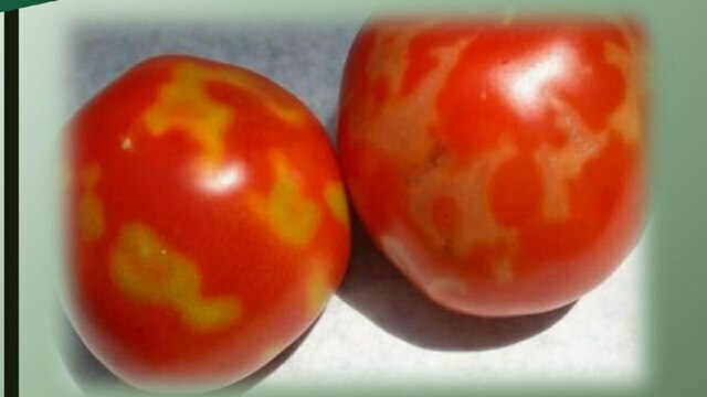 Россельхознадзор не пустил в Калининградскую область заражённые двумя вирусами томаты
