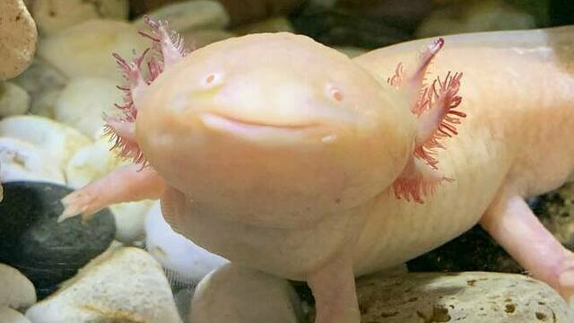 «Не против съесть на завтрак мидий»: в Музее Мирового океана рассказали про своего забавного обитателя — аксолотля Лунтика (фото)  