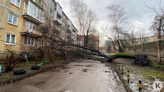 Власти Калининграда из-за шторма советуют горожанам держаться подальше от деревьев, ЛЭП и рекламных щитов  