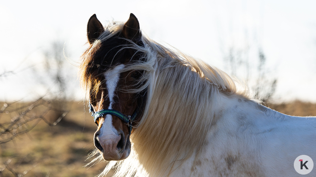 «Клопс» собрал самые красивые снимки грациозных и милых лошадей, которые станут символом 2026-го (фоторепортаж)