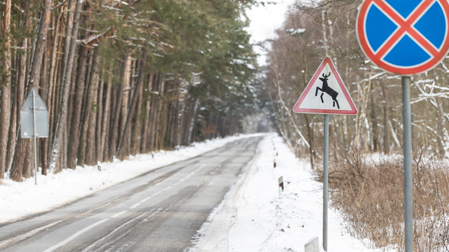 Просто лес или чудо природы: почему Куршская коса разочаровывает одних и влюбляет в себя других (фото)                                                                                             