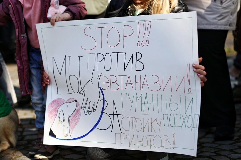 Гуманного умерщвления нет - это всегда боль и мучение | Фото: Александр Подгорчук