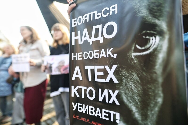 Гуманного умерщвления нет - это всегда боль и мучение | Фото: Александр Подгорчук