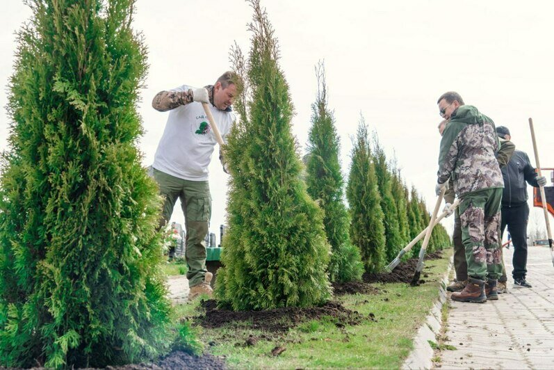 В посёлке Медведевка на мемориале «Курган Славы» высадили деревья  к 80-летию Великой Победы - Новости Калининграда | Фото: Минприроды Калининградской области