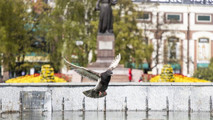 Бросить монетку, чтобы вернуться: 14 калининградских фонтанов, у которых хочется посидеть и сделать красивые фото  - Новости Калининграда | Фото: Александр Подгорчук / Архив «Клопс»