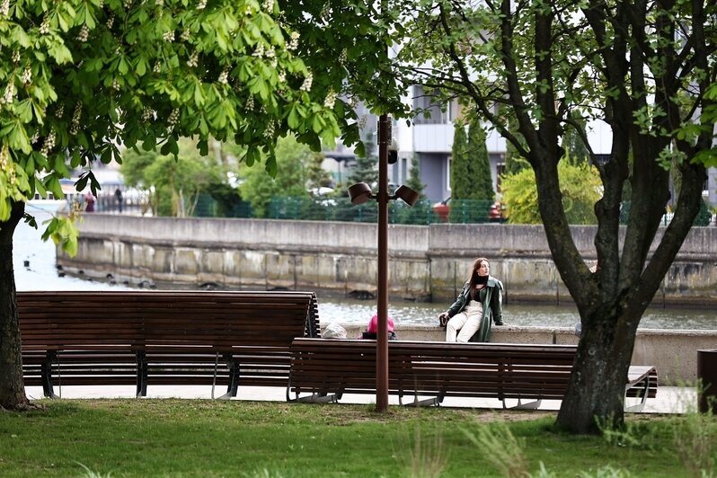 Фото дня: калининградцы любуются зацветающими каштанами - Новости Калининграда | Фото: Александр Подгорчук / «Клопс»