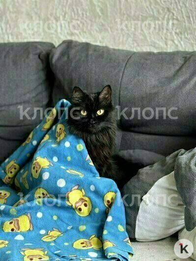 Кошечка Соня была редкой породы шантильи-тиффани | Фото: Яна