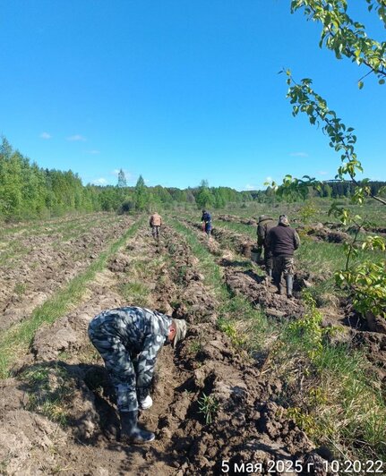 В Калининградской области высадили более 58 тысяч молодых елей (фото)  - Новости Калининграда | Фото: ГБУ КО «Дирекция лесхоза и природных парков»
