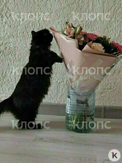 Кошечка Соня была редкой породы шантильи-тиффани | Фото: Яна