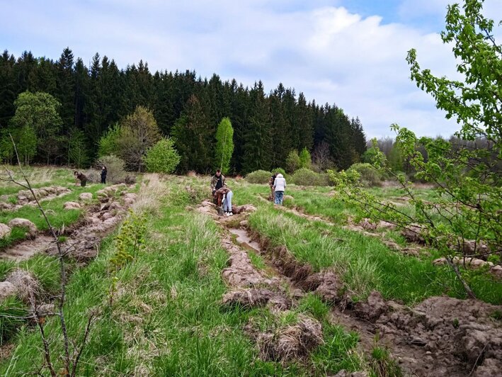 В Калининградской области высадили более 58 тысяч молодых елей (фото)  - Новости Калининграда | Фото: ГБУ КО «Дирекция лесхоза и природных парков»
