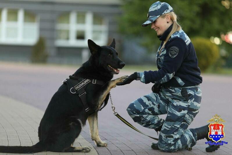 В Калининградской области служебная собака помогла полиции найти заблудившегося в лесу пенсионера - Новости Калининграда | Фото: пресс-служба регионального УМВД